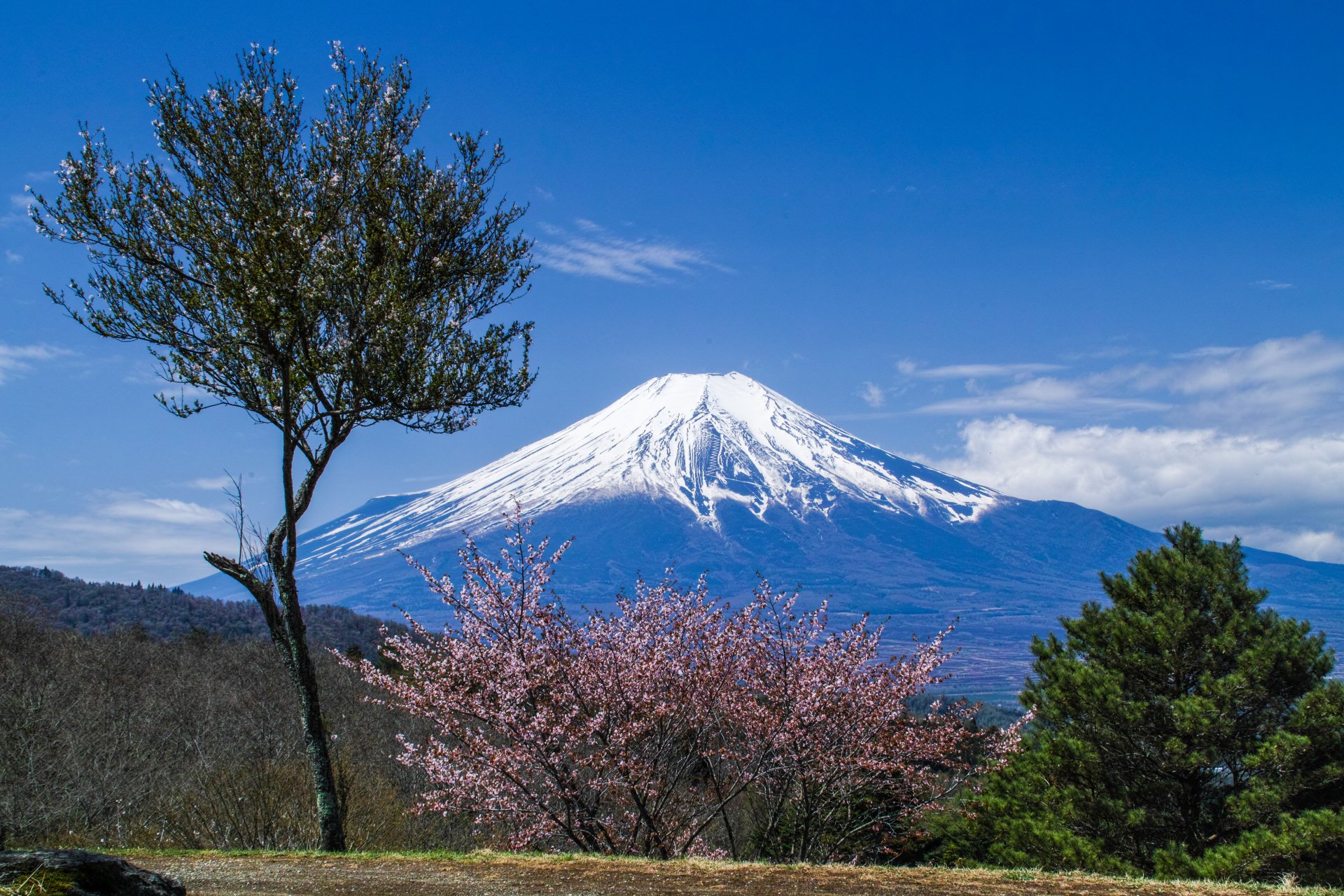Fuji and Sakura Spring ’15