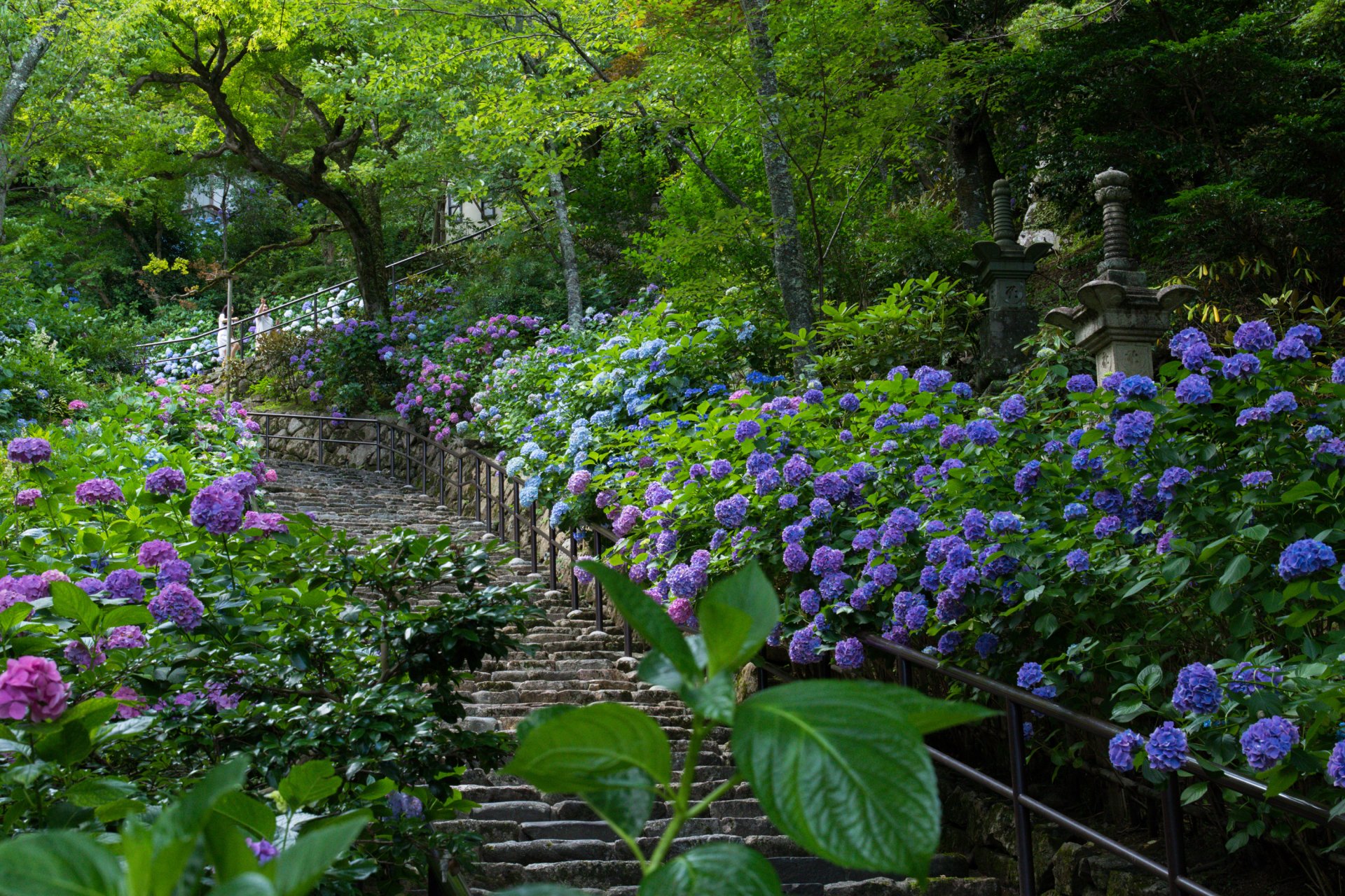 Hydrangeas in Japanese Park