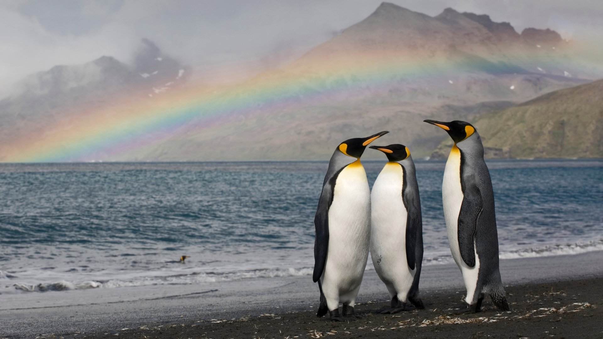 Three king penguins on the shore of St. Andrew’s Bay, South Georgia Island by Paul Souders
