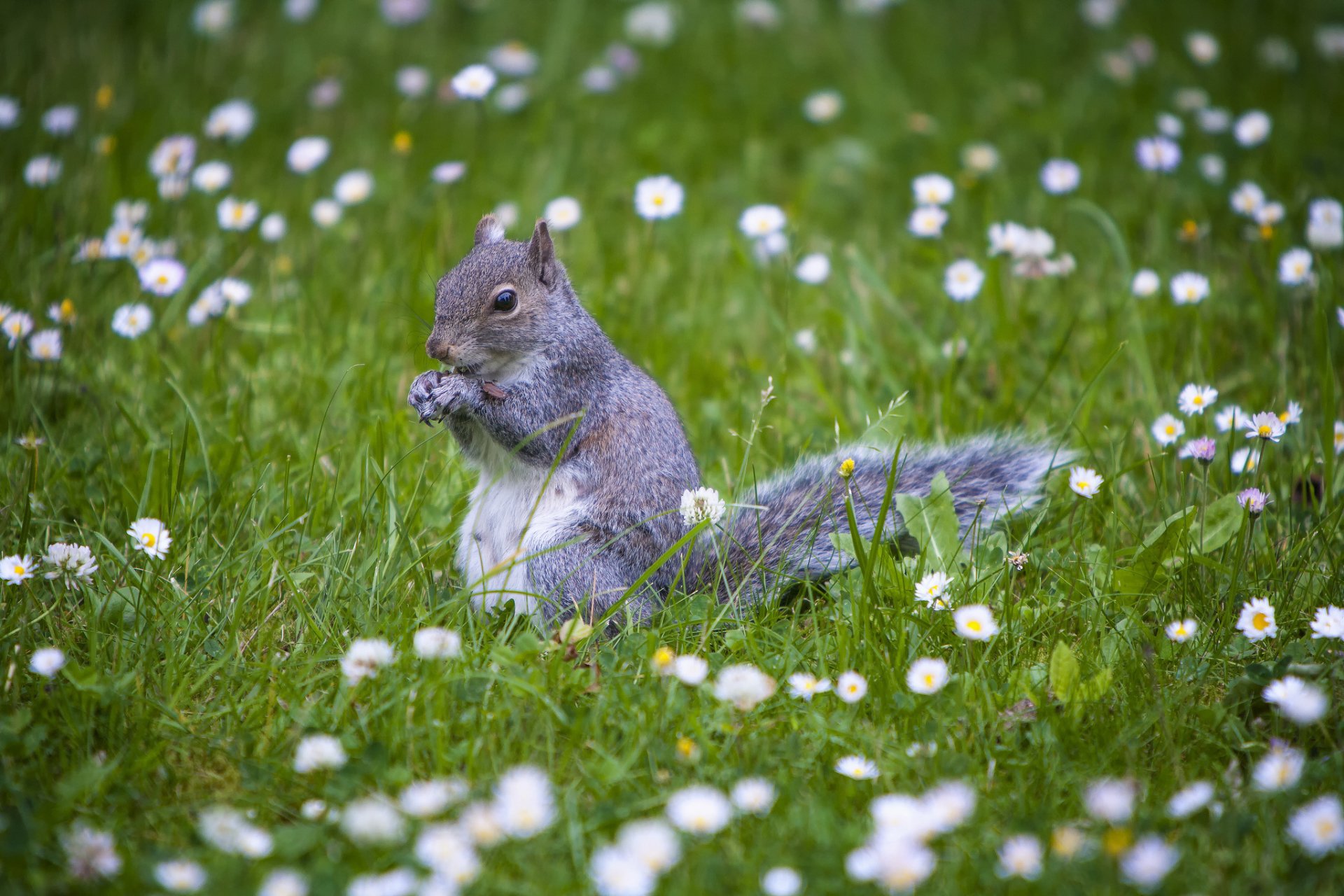 Squirrel HD Wallpaper