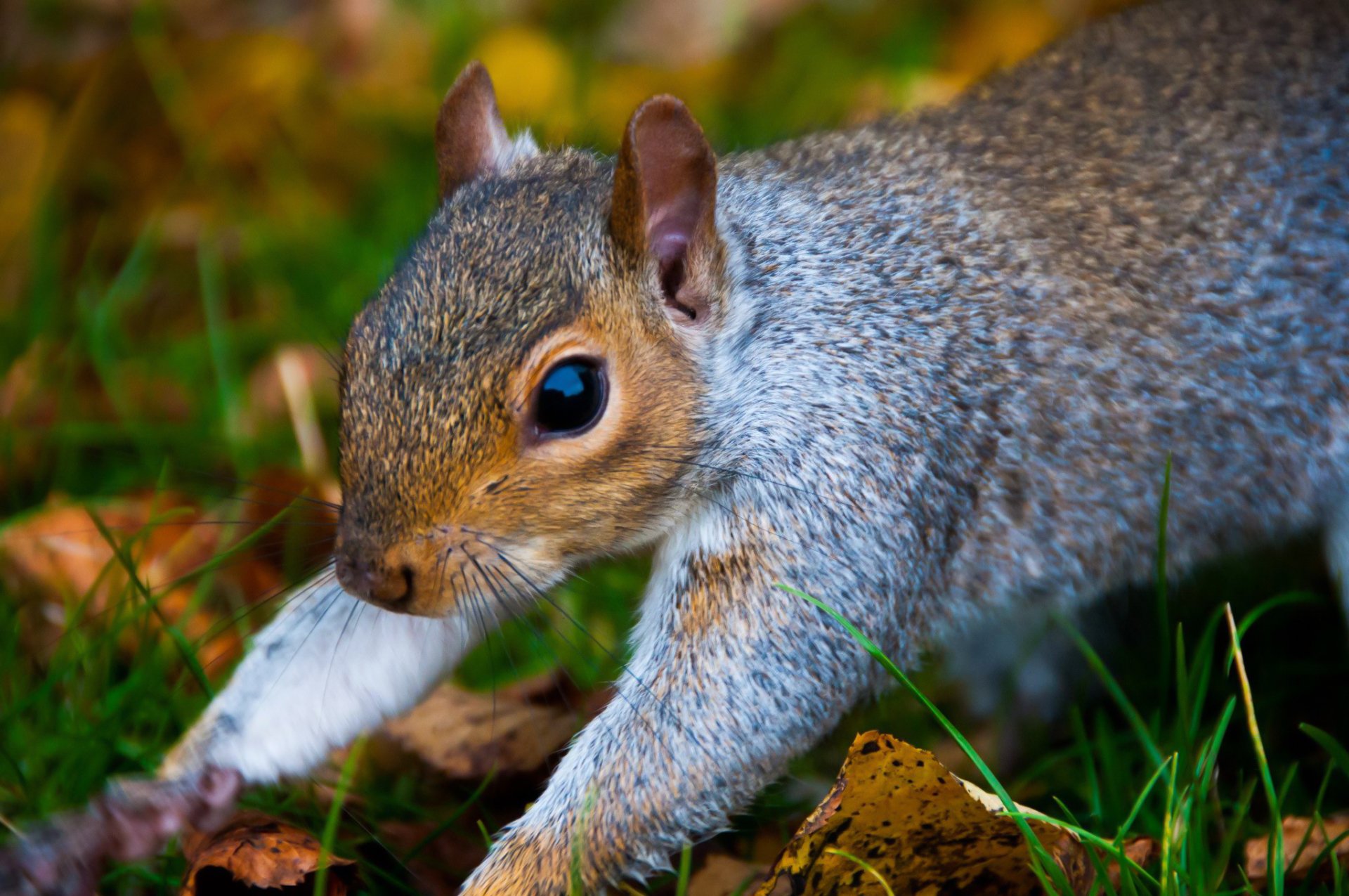 Hyde Park Squirrel 2 by BubbaTheGecko