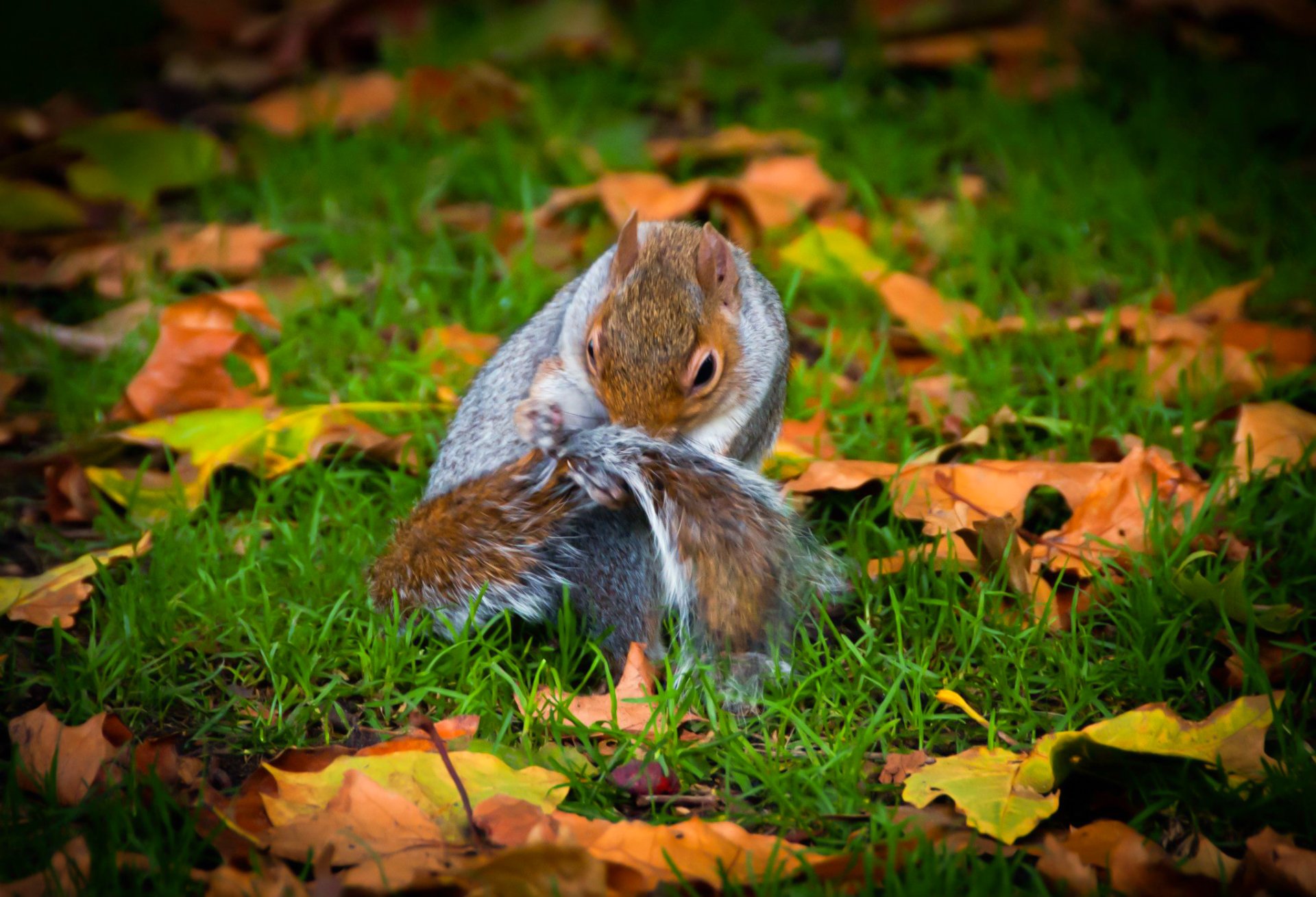 Hyde Park Squirrel 3 by BubbaTheGecko