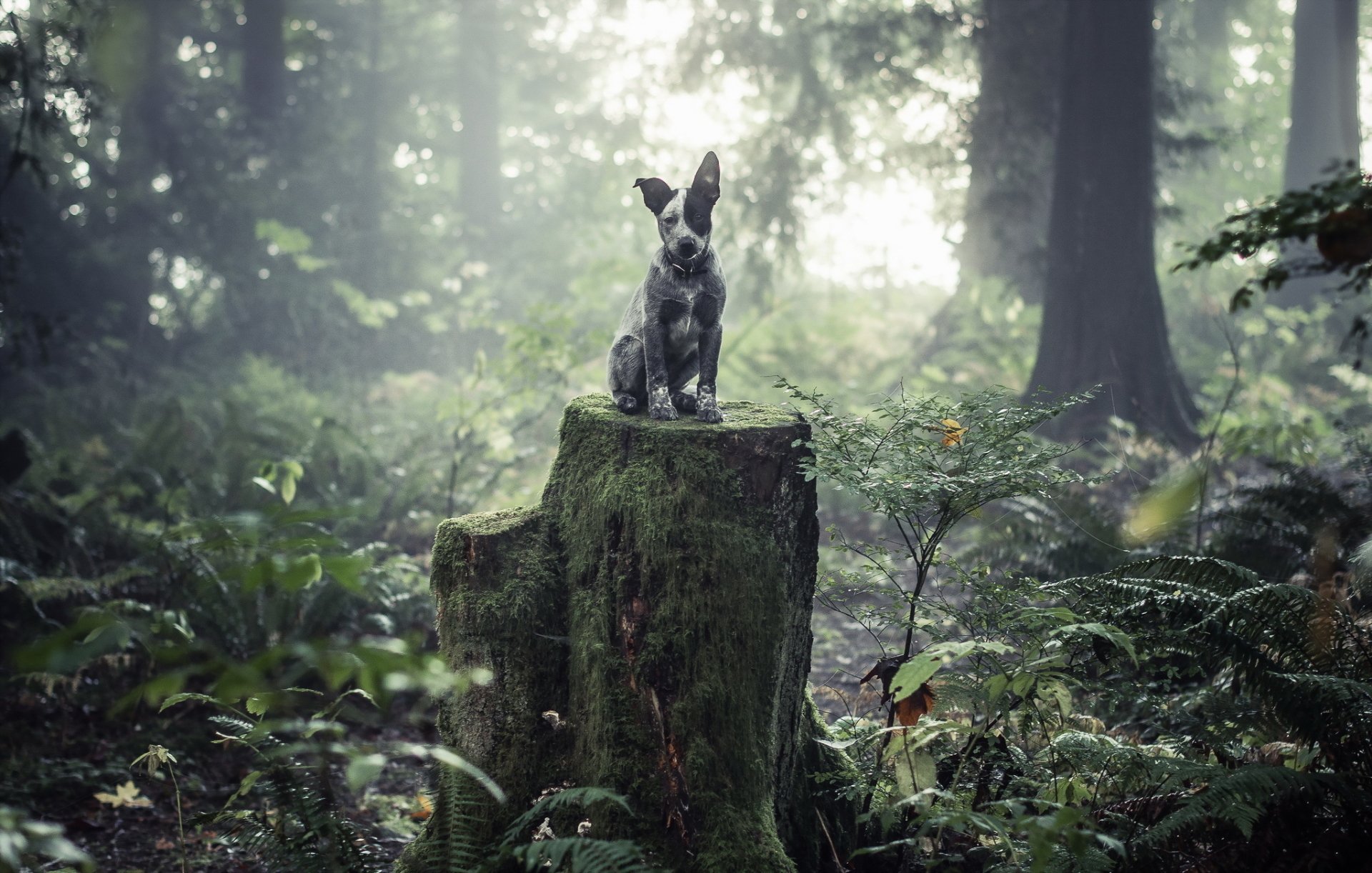 Cute Grey and Black Australian cattle dog Sitting on a Old Mossy Tree Stump Surrounded by Greenery by ADAM RAGAN