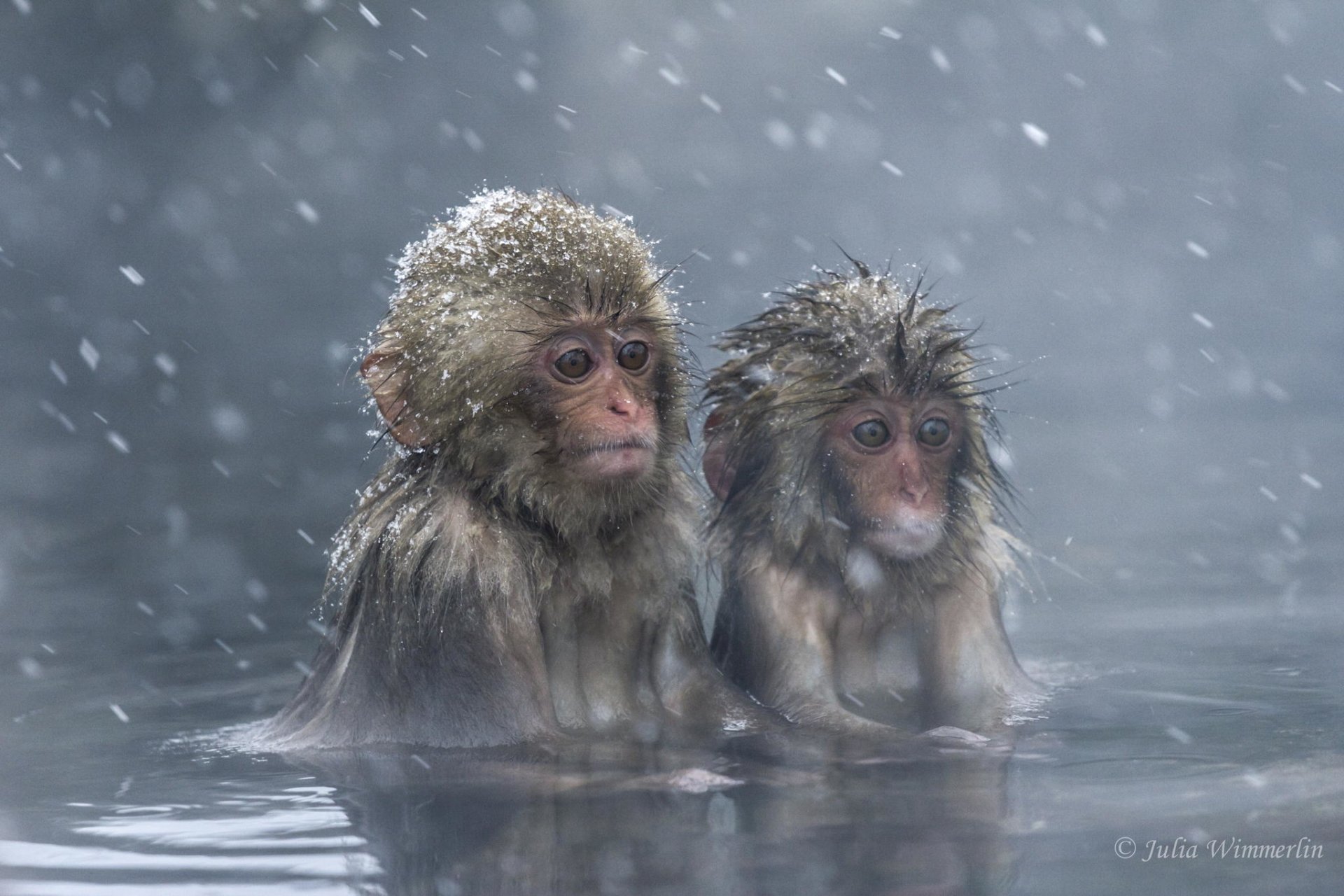 Snow Monkeys (Japanese Macaque) – Julia Wimmerlin by Julia Wimmerlin
