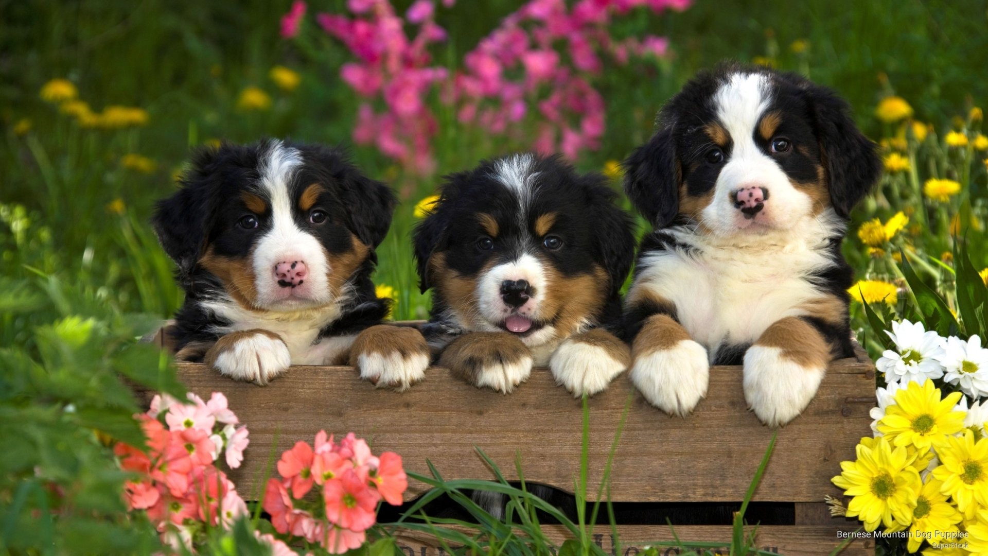 Burmese Mountain Puppies
