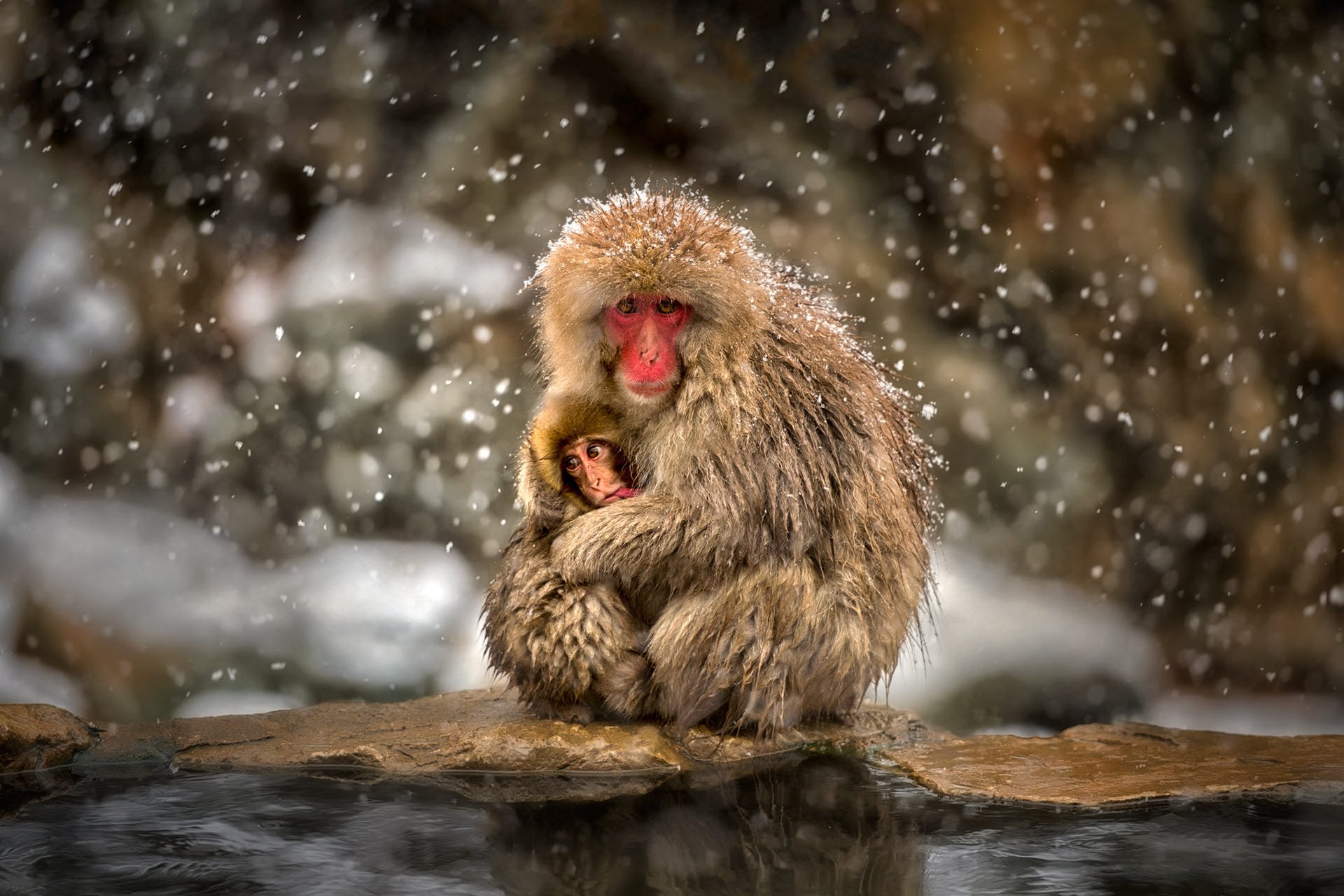 Japanese Macaque and Her Baby
