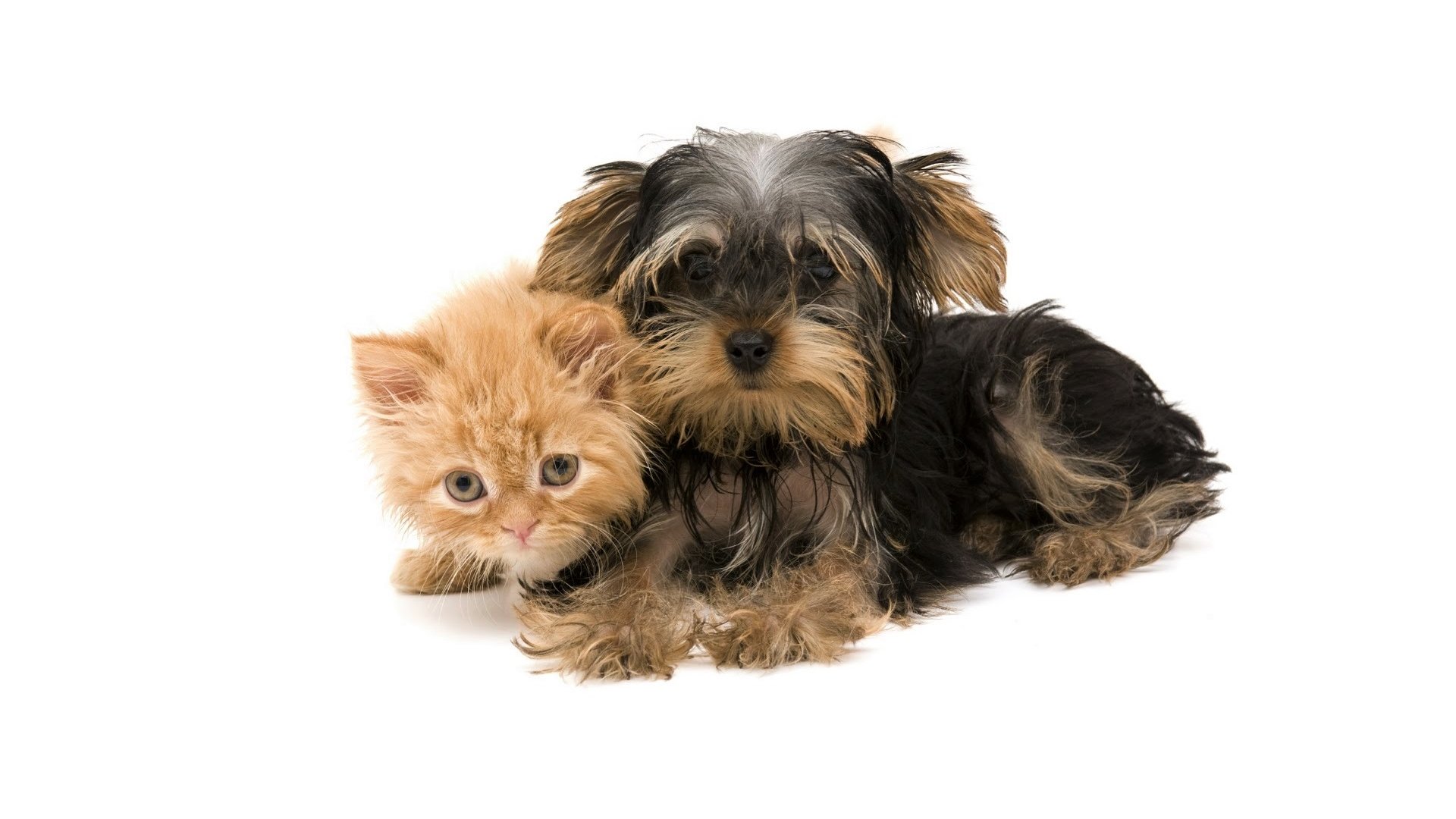 Kitten and Yorkshire Terrier