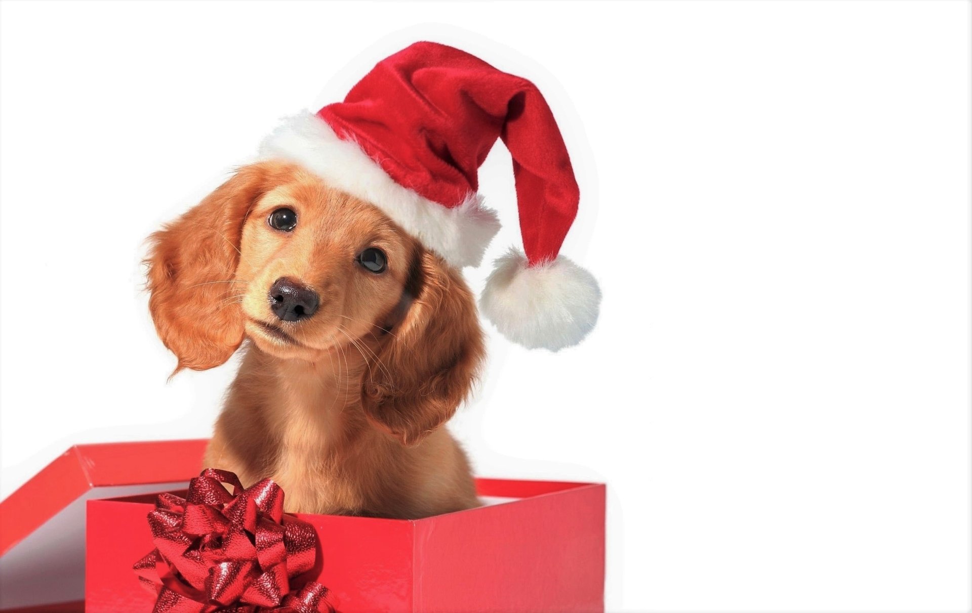 Cute Puppy in Gift Box