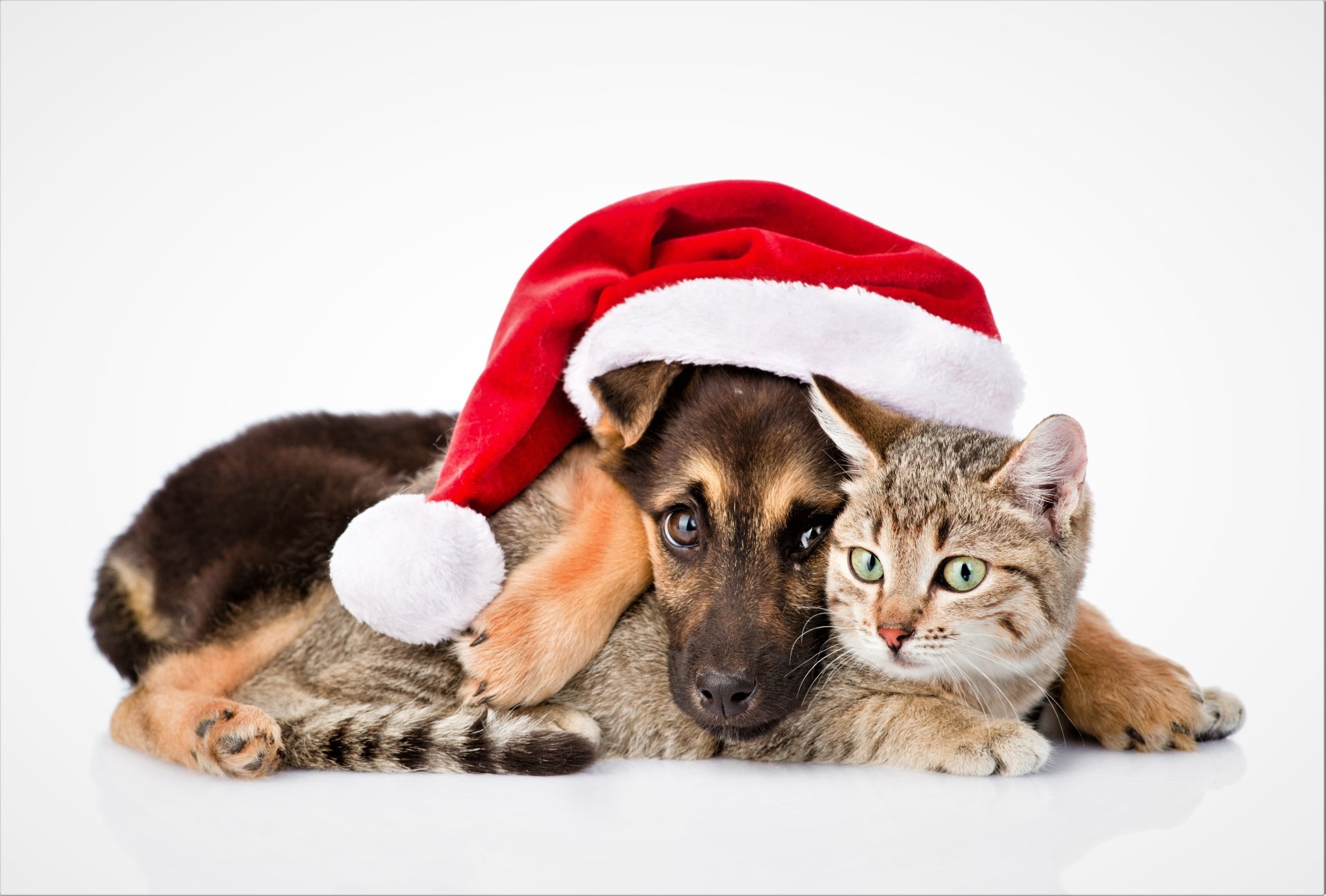 Puppy and Cat at Christmastime