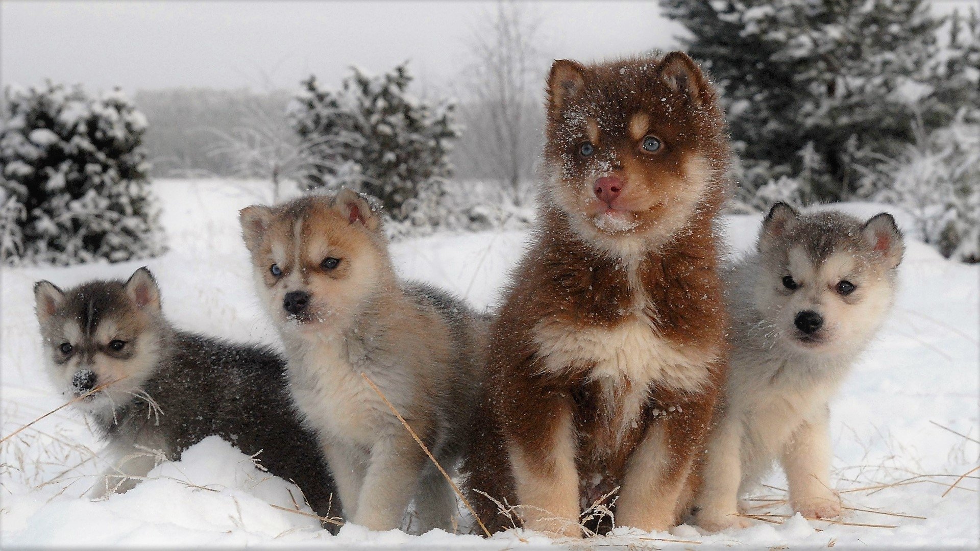 Husky and Her Puppies in Winter