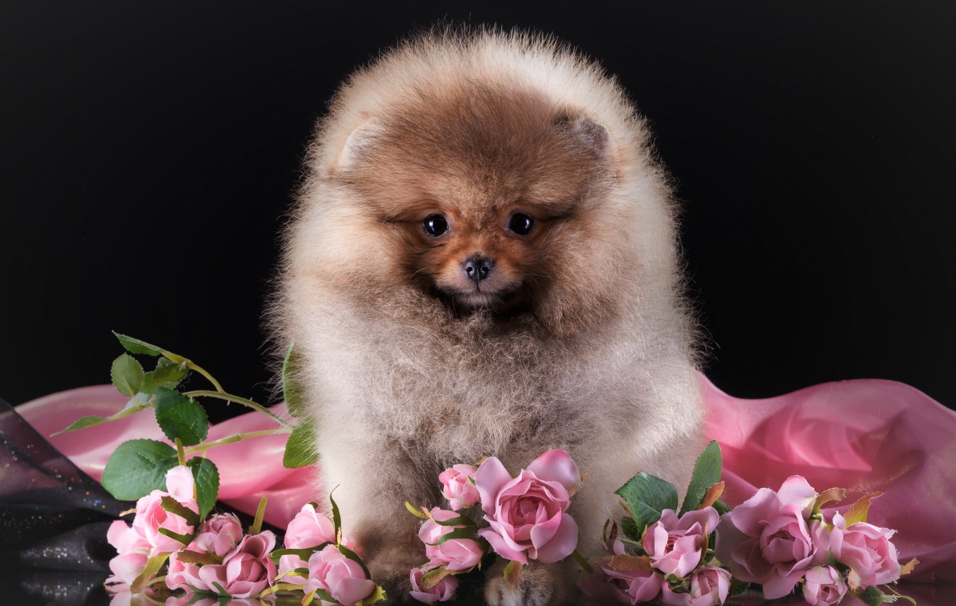 Spitz Puppy with Pink Roses